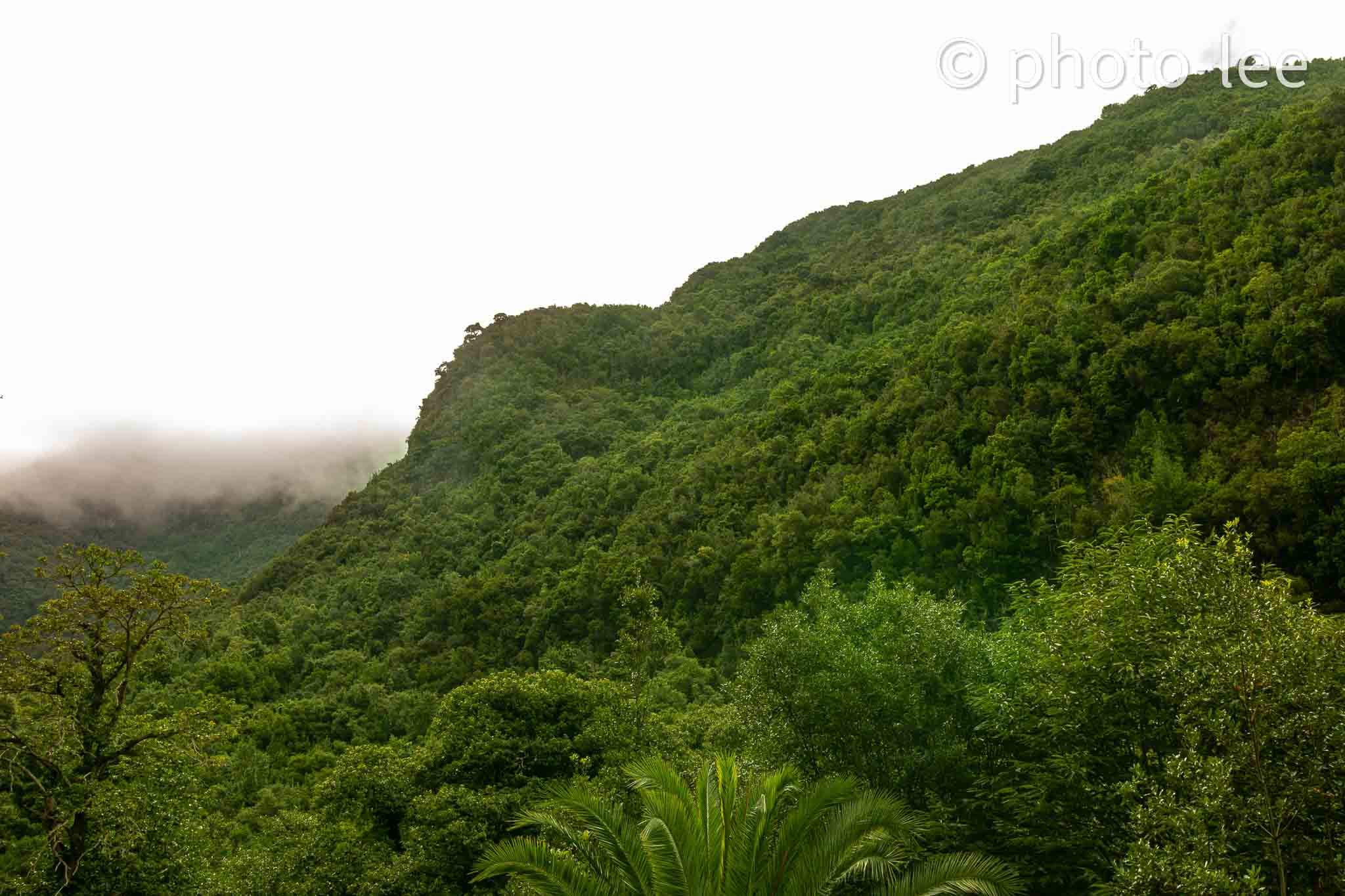 Blick auf einen grünen Berg im Urwald auf La Palma